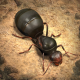 蚂蚁地下王国最新版下载-蚂蚁地下王国官方版下载v3.40.0